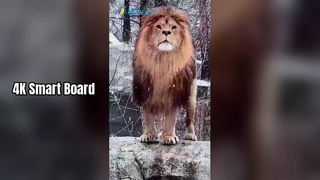 শিক্ষাদান এবং ব্যবসার জন্য 4K স্মার্ট বোর্ড